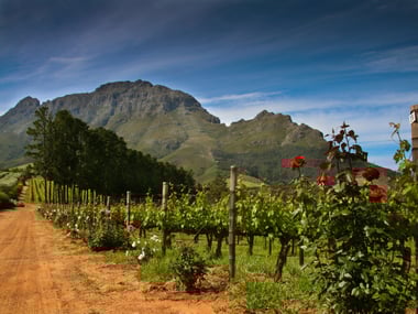 South Africa wine country
