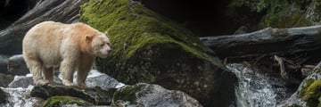 Spirit Bear Sighting in The Great Bear Rainforest