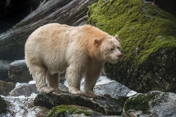 Spirit bear in Great Bear Rainforest, Cariboo Chilcotin Coast