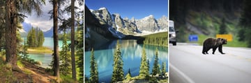 Scenery of Moraine Lake & Bear crossing the Yellowhead Highway