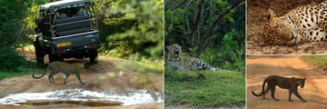 Sri Lanka Leopard Safari, Game Drive and Leopards