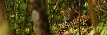 Sri Lanka Leopard Safari, Leopard in the Undergrowth 