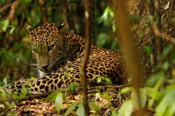 Sri Lanka Leopard Safari, Leopard in the Undergrowth 