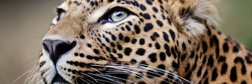 sri lanka leopard