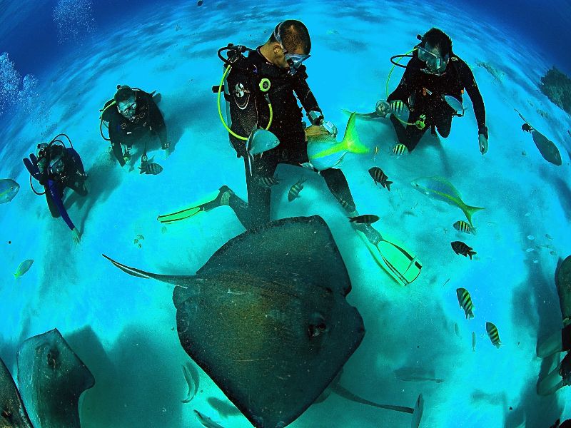 Scuba divers in Stingray City