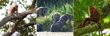 Red Leaf monkeys and pygmy elephants at Sukau Rainforest Lodge