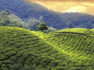Sunset in the Cameron Highlands