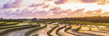 Sunset over rice paddies in Bali