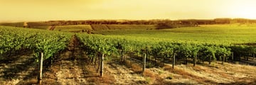 South Australian vineyard