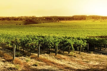 South Australian vineyard