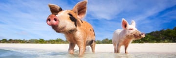 swimming pigs exumas