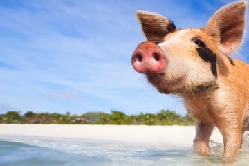 swimming pigs exumas