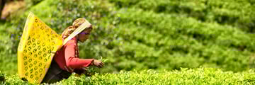 tea picker sri lanka