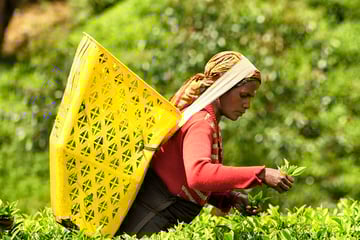 tea picker sri lanka