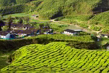 Tea plantation in the Cameron Highlands