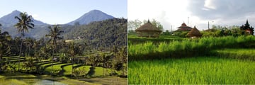 Rice Paddy Fields, Bali