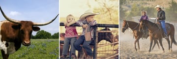 Cattle and horses in a Texas Ranch