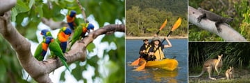 Thala Beach Nature Reserve, Nature and Garden Walks - Rainbow Lorikeets, Kayaking, Lace Monitor and Wallabies