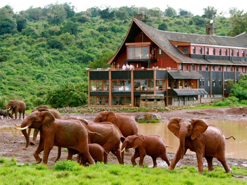 The Ark exterior with elephants
