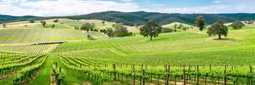 The Barossa Vineyards
