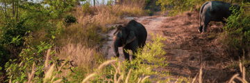 The Bush Camp, Chiang Mai elephants