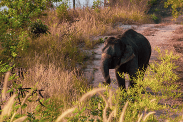 The Bush Camp, Chiang Mai elephants
