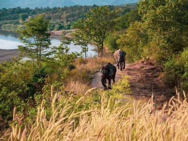 The Bush Camp, Chiang Mai