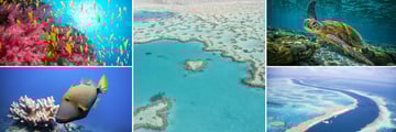 The Great Barrier Reef