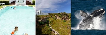 The Marine, Pool, Hotel and Whale Watching