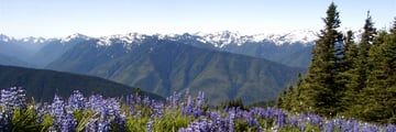 The Olympic National Park, Washington