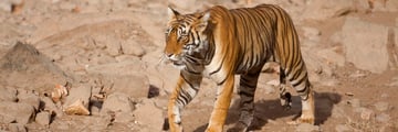 Tiger prowling in Ranthambore Park