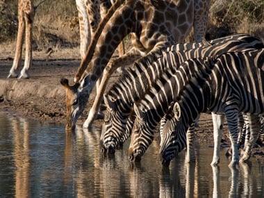 Timbavati National Reserve wildlife