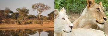 Timbavati Reserve
