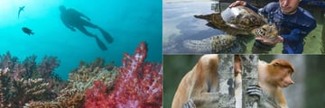 Gaya Island Resort wildlife activities