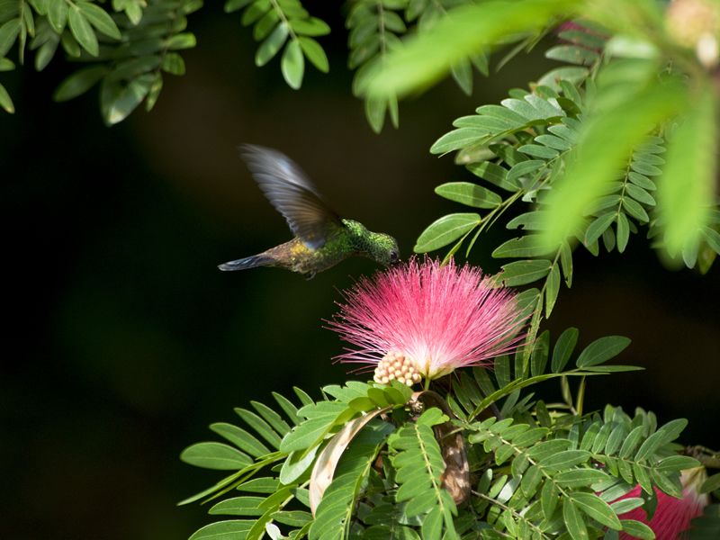 Tobago's flora and fauna