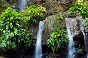 Rainforest waterfalls in Tobago