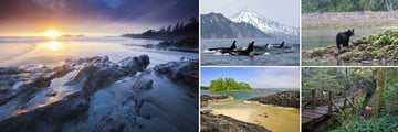 Tofino landscapes & wildlife