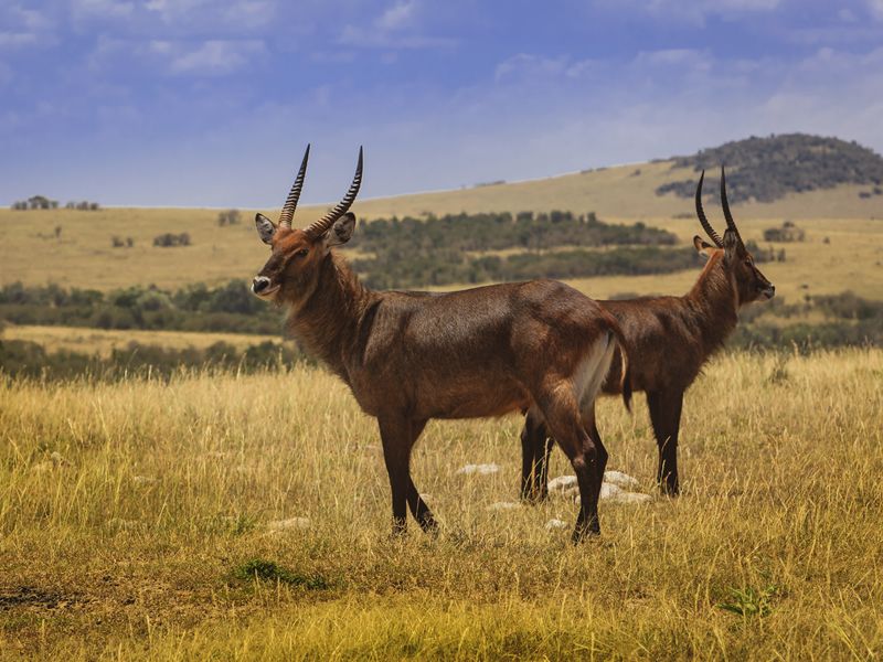 Topi on the Massai Mara