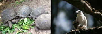 Tortoises & Birds in the Seychelles