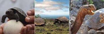 Tortoises in the Galapagos