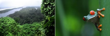 Aerial view of Tortuguero & Red eyed Tree Frog