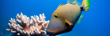 Trigger fish in the Great Barrier Reef
