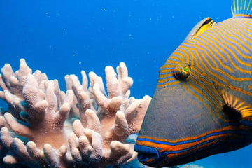 Trigger fish in the Great Barrier Reef