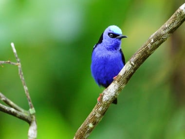 Tropical birdlife in Costa Rica