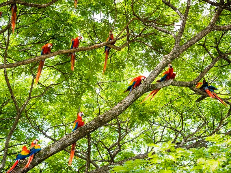 macaws with red and blue feathers sit in a verdant sun-dappled tree