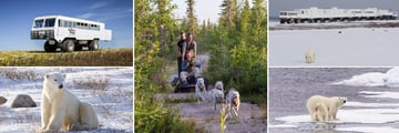 Tundra Buggy Experience, Polar Bear Sightings & Dog Cart Riding