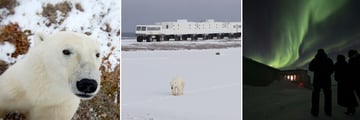 Polar Bear sights from Tundra Buggy & Northern Lights in Churchill, Manitoba