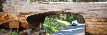 Tunnel Log in Sequoia National Park