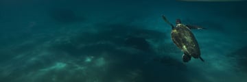 Turtle swimming in Byron Bay