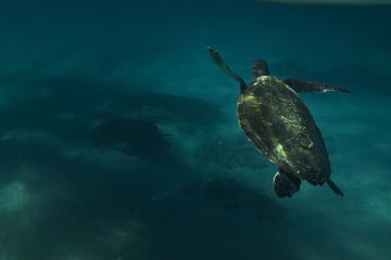 Turtle swimming in Byron Bay